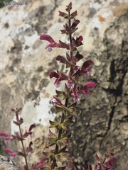Salvia hierosolymitana
