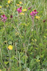 Onobrychis cyri