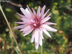 Pseudopodospermum papposum