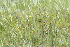 Juncus phaeocephalus phaeocephalus