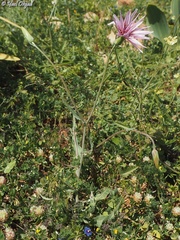 Pseudopodospermum papposum