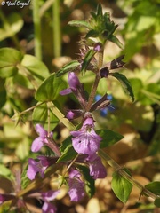 Stachys neurocalycina