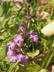 Stachys neurocalycina