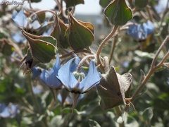 Trichodesma boissieri