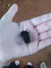 Gymnetis holosericea