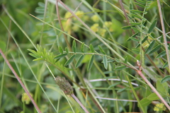 Onobrychis cyri