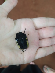 Gymnetis holosericea