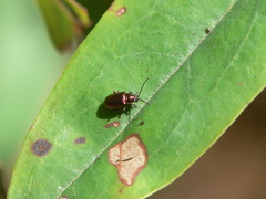 Altica kalmiae
