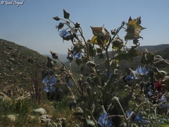Trichodesma boissieri