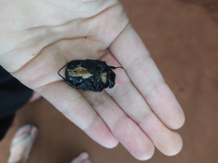 Gymnetis holosericea