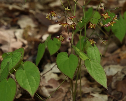 Section Epimedium Section Epimedium · Inaturalist