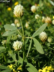 Trifolium alexandrinum