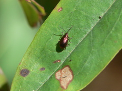 Altica kalmiae