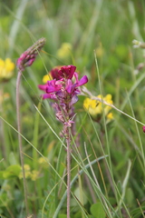 Onobrychis cyri
