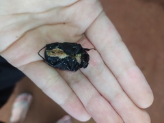 Gymnetis holosericea