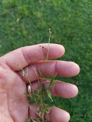 Urochloa subquadripara