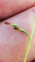 Urochloa subquadripara