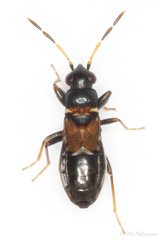 Ischnocoris hemipterus