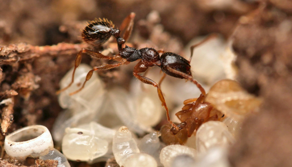 Aphaenogaster gibbosa