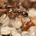 Aphaenogaster gibbosa - Photo Δεν διατηρούνται δικαιώματα, uploaded by Philipp Hoenle