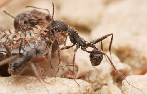 Representative image of Aphaenogaster senilis
