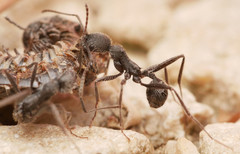 Aphaenogaster senilis