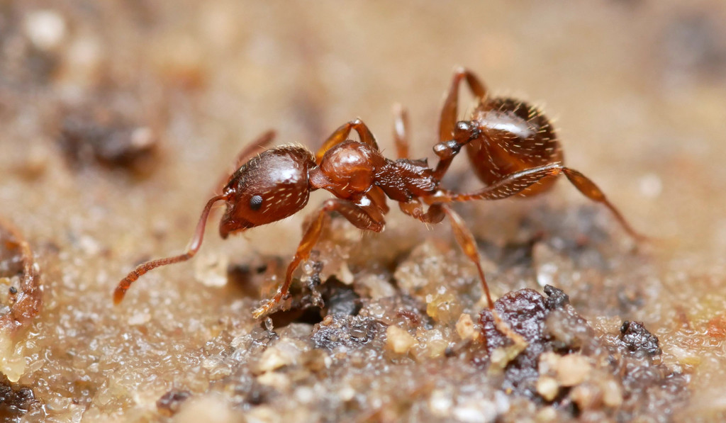 Aphaenogaster ichnusa