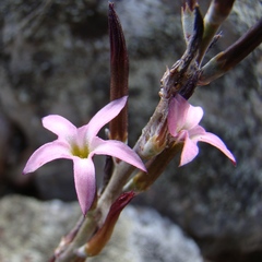 Adromischus maculatus