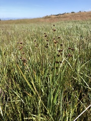 Juncus phaeocephalus phaeocephalus