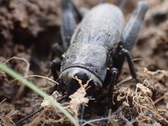 Gryllus veletis
