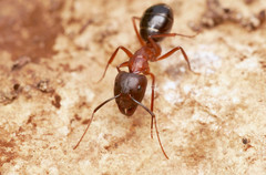 Camponotus sylvaticus