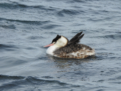 Podiceps cristatus
