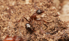 Camponotus sylvaticus