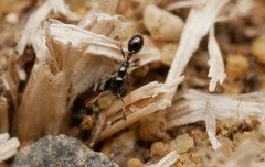 Monomorium monomorium