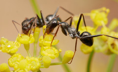Cataglyphis piliscapa