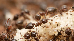 Crematogaster auberti