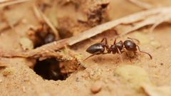 Crematogaster auberti