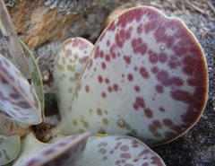 Adromischus maculatus