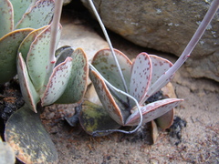Adromischus maculatus