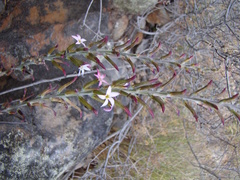 Adromischus maculatus