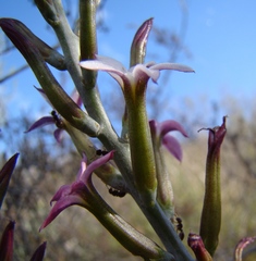 Adromischus maculatus