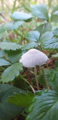 Agaricales