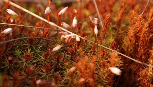 Polytrichum subpilosum image