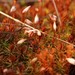 Polytrichum subpilosum - Photo (c) Nick Helme, some rights reserved (CC BY-SA), uploaded by Nick Helme
