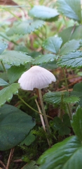 Agaricales