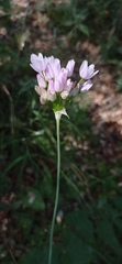 Allium roseum