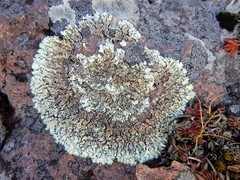 Xanthoparmelia stenophylla