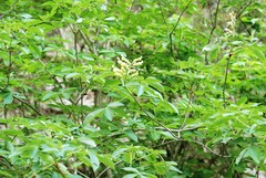 Aesculus pavia flavescens