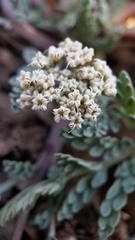 Cymopterus longipes