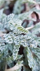 Cymopterus longipes